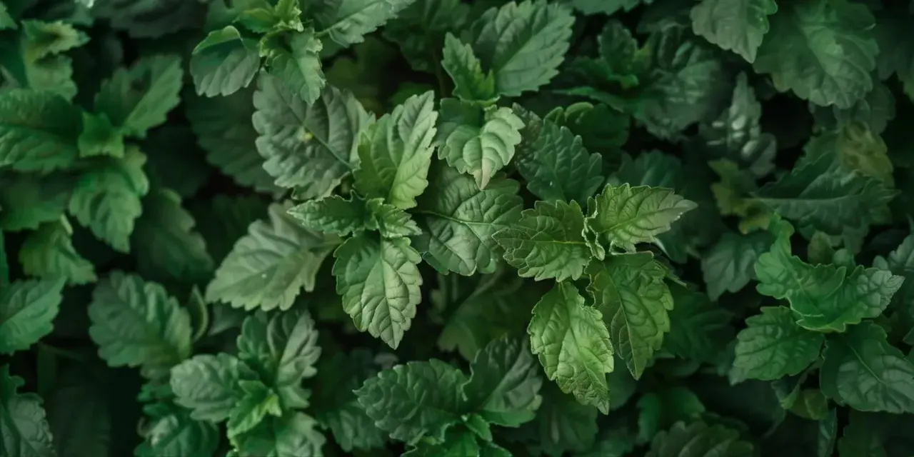 Dichte grüne Blätter, die an Patchouli erinnern. Man kann fast den erdigen, süßen Duft riechen, wie Patchouli duftet.