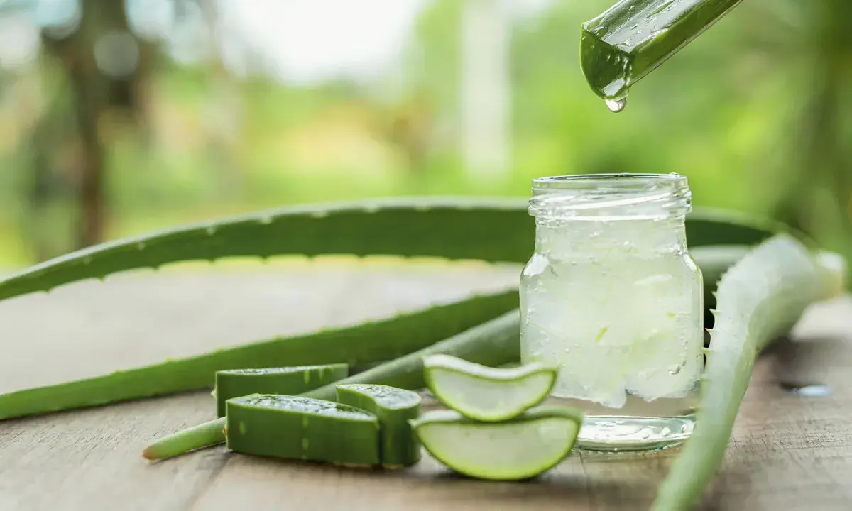 Frisches Aloe Vera Gel tropft in ein Glas. Die natürliche aloe vera wirkung haut wird durch die aufgeschnittenen Pflanzenstücke und das klare Gel betont.