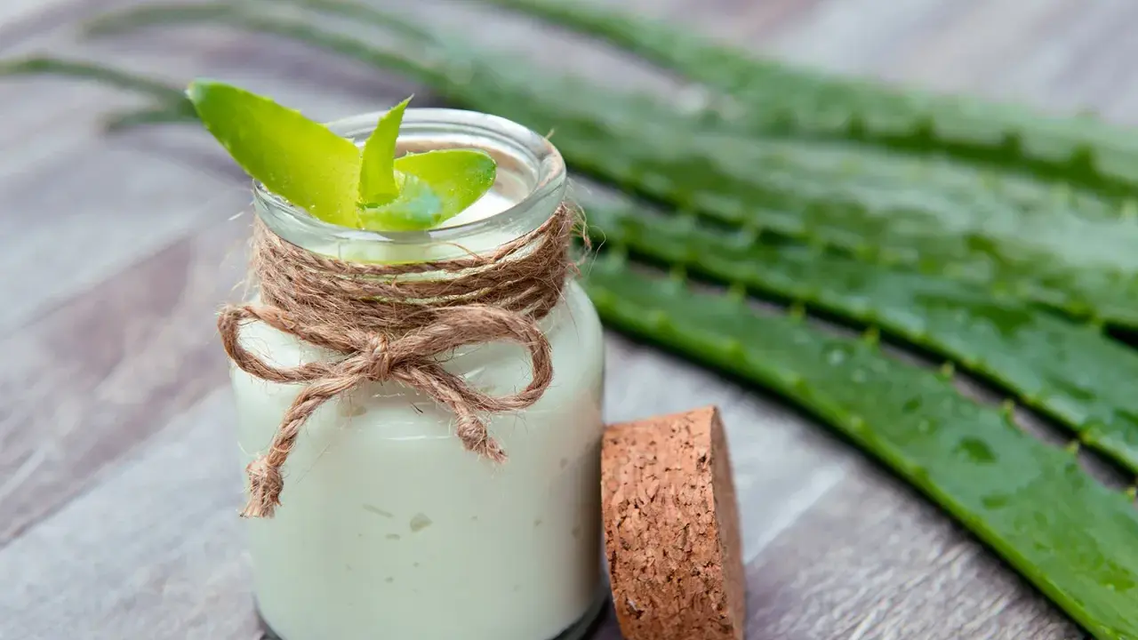 Selbstgemachte aloe vera creme in einem Glas mit frischen Aloe-Blättern.
