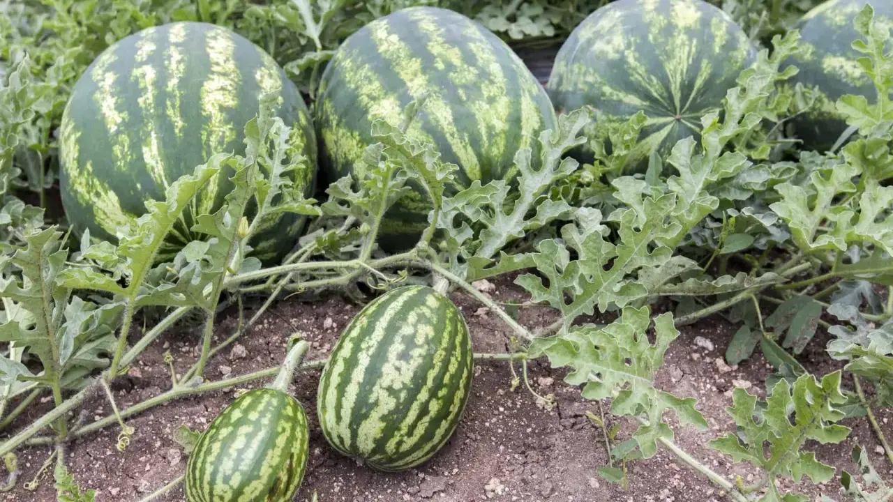 Reife Wassermelonen reifen auf dem Feld. Ihre Wassermelone Heilkraft ist ein Geschenk der Natur.