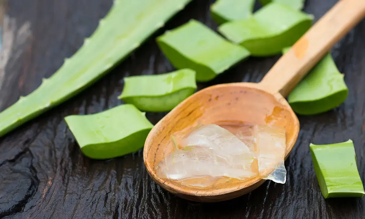 Frische Aloe Vera Stücke und Gel auf einem Holzlöffel. Perfekt für die Haarpflege.