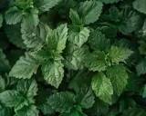 Dichte grüne Blätter, die an Patchouli erinnern. Man kann fast den erdigen, süßen Duft riechen, wie Patchouli duftet.
