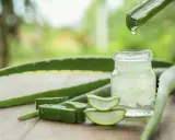 Frisches Aloe Vera Gel tropft in ein Glas. Die natürliche aloe vera wirkung haut wird durch die aufgeschnittenen Pflanzenstücke und das klare Gel betont.