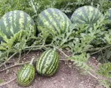 Reife Wassermelonen reifen auf dem Feld. Ihre Wassermelone Heilkraft ist ein Geschenk der Natur.