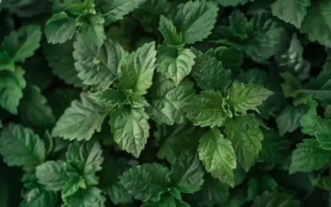 Dichte grüne Blätter, die an Patchouli erinnern. Man kann fast den erdigen, süßen Duft riechen, wie Patchouli duftet.