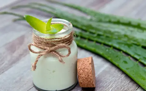 Selbstgemachte aloe vera creme in einem Glas mit frischen Aloe-Blättern.