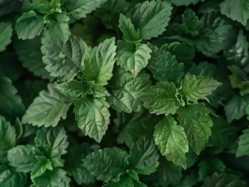 Dichte grüne Blätter, die an Patchouli erinnern. Man kann fast den erdigen, süßen Duft riechen, wie Patchouli duftet.