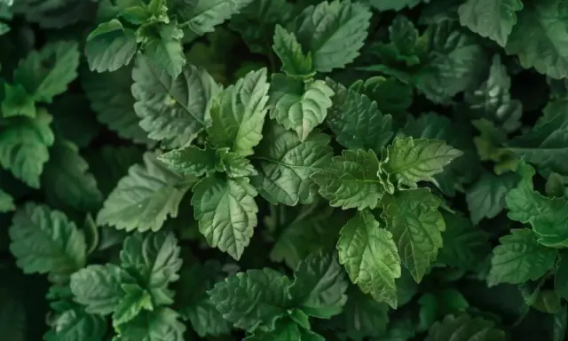 Dichte grüne Blätter, die an Patchouli erinnern. Man kann fast den erdigen, süßen Duft riechen, wie Patchouli duftet.