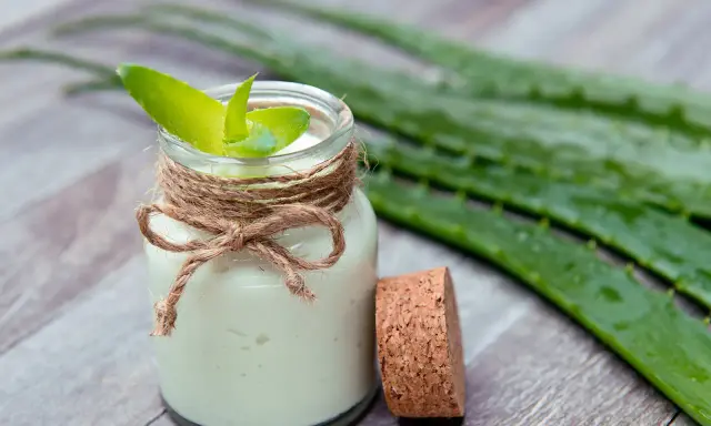 Selbstgemachte aloe vera creme in einem Glas mit frischen Aloe-Blättern.