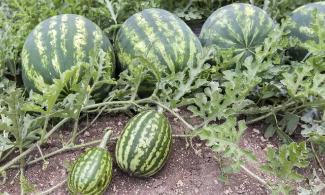 Reife Wassermelonen reifen auf dem Feld. Ihre Wassermelone Heilkraft ist ein Geschenk der Natur.