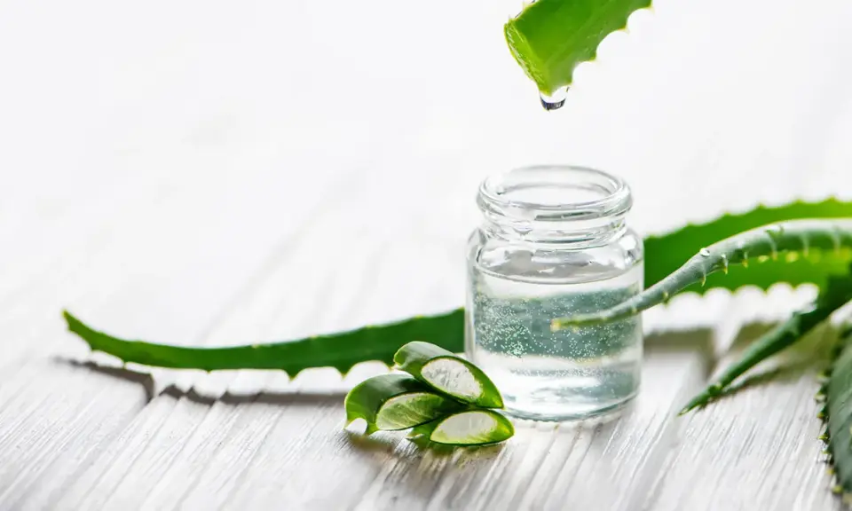 Frisches Aloe Vera Gel tropft in ein Glasfläschchen. Ob man Aloe Vera Gel abwaschen muss, hängt von der Anwendung ab.