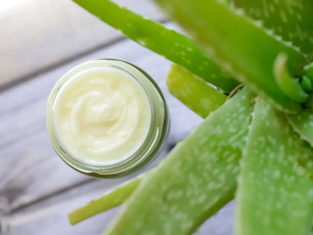 Ein Glas mit selbstgemachter Aloe Vera Creme neben frischen Aloe Vera Bl&auml;ttern. Perfekt f&uuml;r nat&uuml;rliche Hautpflege.