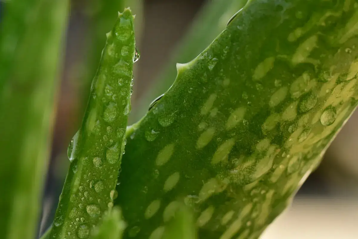 Nahaufnahme einer gr&uuml;nen Aloe Vera Pflanze mit Wassertropfen. Ein Blatt wird gerade geschnitten, um das Gel zu gewinnen.