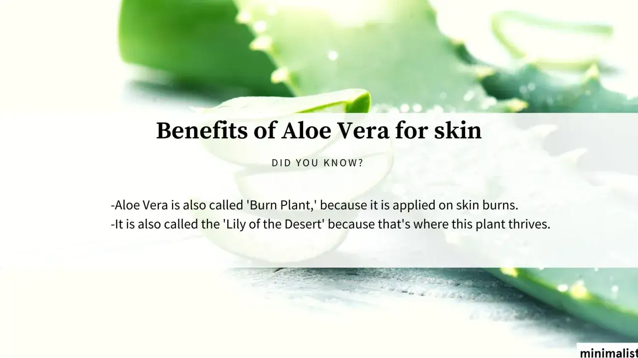 Aloe Vera wirkt beruhigend auf die Haut. Die Pflanze wird wegen ihrer heilenden Eigenschaften gesch&auml;tzt.